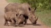 FILE - Rhinos walk in the Hluhluwe-Imfolozi game reserve in South Africa, Dec. 20, 2015. The country is currently looking to partially legalize the trade in rhino horn.