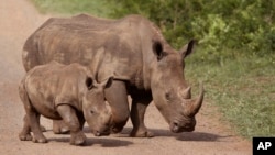 FILE - Rhinos walk in the Hluhluwe-Imfolozi game reserve in South Africa, Dec. 20, 2015. The country is currently looking to partially legalize the trade in rhino horn.
