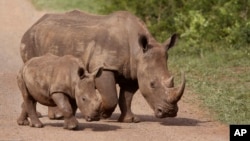 Rhinos walk in the Hluhluwe-Imfolozi game reserve in South Africa, Dec. 20, 2015. The country is considering partially legalizing the trade in rhino horn.