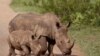 L'Afrique du Sud s'oppose à une vente aux enchères de cornes de rhinocéros