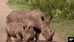 Des rhinocéros dans la réserve de Hluhluwe-Imfolozi, Afrique du sud, 20 décembre 2015. 