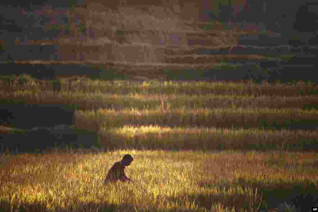 Seorang petani Nepal memanen padi di Chaukot, di luar ibu kota Kathmandu, Nepal.