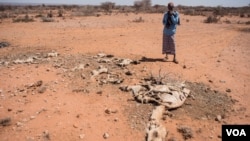 Un homme regarde la carcasse d'un de ses chameaux morts à cause de la sécheresse, en Somalie, le 9 février 2017.