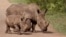 FILE - Rhinos walk in the Hluhluwe-Imfolozi game reserve in South Africa, Dec. 20, 2015.