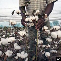 A Burkinabe farming technician of the National environment and research Institute inspects transgenic cotton in a single field in Fada Ngourma, eastern Burkina Faso (File)