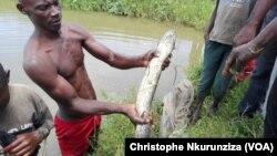 Un jeune propose une anguille à un client à la coopérative Kopi Mukopo à Mbanda, à une vingtaine de kilomètres au nord-ouest de Bujumbura, 8 août 2017. (VOA/Christophe Nkurunziza)