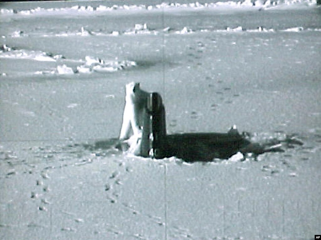 资料图片：视频截图显示北极熊在阿拉斯加的普拉德霍湾查看美国海军“康涅狄克”号核动力攻击潜艇的顶部。(photo:VOA)