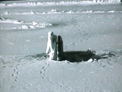 资料图片：视频截图显示北极熊在阿拉斯加的普拉德霍湾查看美国海军“康涅狄克”号核动力攻击潜艇的顶部。