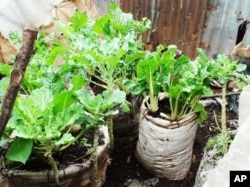 Kibera’s farmers grow food using an agricultural method known as ‘vertical farming,’ which is designed to be used on land where space is very limited