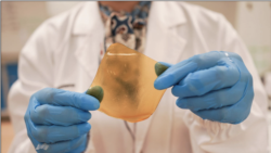 A researcher holds a hydrogel sheet made out of durian husk with yeast phenolics in Singapore September 16, 2021. Picture taken September 16, 2021. REUTERS/Lee Ying Shan