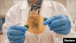 A researcher holds a hydrogel sheet made out of durian husk with yeast phenolics in Singapore September 16, 2021. Picture taken September 16, 2021. REUTERS/Lee Ying Shan