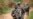 DRC Launches Offensive Against Ugandan Rebels in Its East