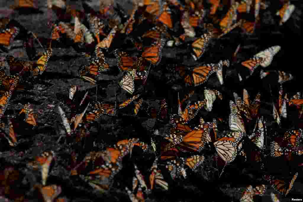 Monarch butterflies rest on the ground at the Sierra Chincua butterfly sanctuary on a mountain in Angangeo, Michoacan.
