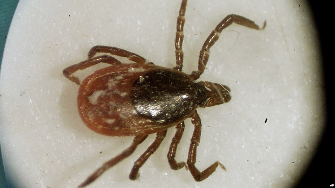 FILE - Photo of a deer tick under a microscope in the entomology lab at the University of Rhode Island in South Kingstown, Rhode Island.