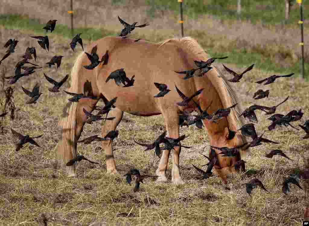 An Iceland horse is surrounded by starlings as it grazes on the meadow of a stud in Wehrheim near Frankfurt, central Germany.