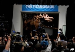 FILE - The American Museum of Natural History unveils an exhibit of a 122-foot-long dinosaur which belongs to a group known as titanosaurs, Jan. 14, 2016.