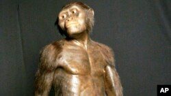 Modelo tridimensional de Lucy, la Australopithecus afarensis y ascendiente humana.