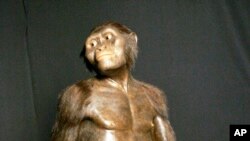 Cette photo datant du 14 août 2007 montre un modèle en trois dimensions de ce que pouvait ressembler Lucy, qui appartient à l'espèce Australopithecus afarensis, exposé au Musée des sciences naturelles de Houston.