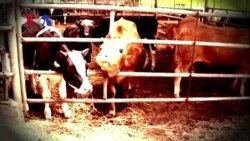 Researchers Look to Unusual Sources for Alternative Fuels