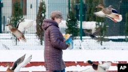 Une femme nourrit dans des canards en plein hiver dans un pars à Varsovie, Pologne, 20 janvier 2016.