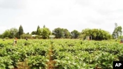 Zimbabweans labor in a field on a South African farm … The collapse of agriculture in Zimbabwe has resulted in an influx of skilled farm workers to South Africa