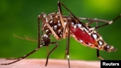 FILE - A photo provided by the Centers for Disease Control and Prevention shows a female Aedes aegypti mosquito acquiring a blood meal from a human host. 