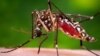Expert Calls for Strong Zika Virus Surveillance in West Africa