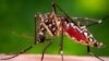 Mosquito Aedes aegypti transmissor do vírus zika 