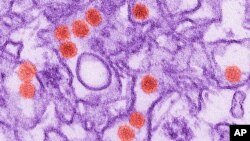 This 2016 digitally-colorized electron microscope image made available by the Centers for Disease Control and Prevention shows the Zika virus, in red, about 40 nanometers in diameter.