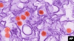 This 2016 digitally-colorized electron microscope image made available by the Centers for Disease Control and Prevention shows the Zika virus, in red, about 40 nanometers in diameter.