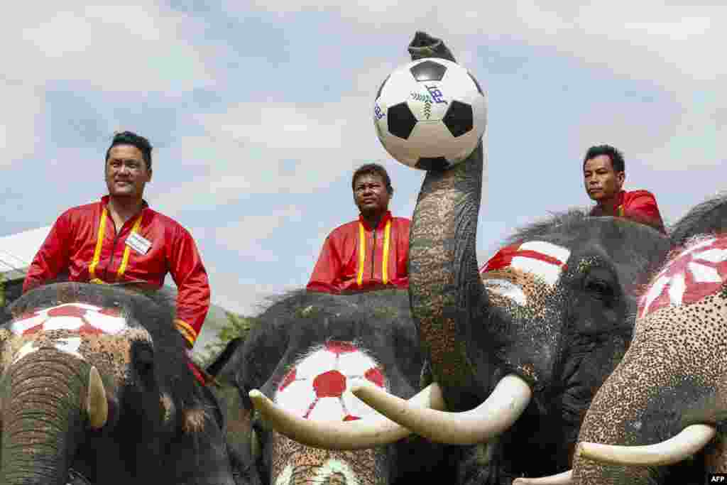 Beberapa ekor gajah bermain sepakbola untuk menyambut acara Piala Dunia Sepakbola dan kampanye menolak perjudian di kota kuno Ayutthaya, Thailand.