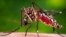 FILE - A photo provided by the Centers for Disease Control and Prevention shows a female Aedes aegypti mosquito acquiring a blood meal from a human host. 