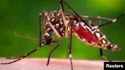 Virus Zika do muỗi vằn Aedes aegypti lan truyền.