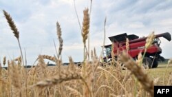 A combine harvests wheat at a field near Kivshovata village, Kyiv region on July 18, 2023.