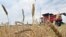 A combine harvests wheat at a field near Kivshovata village, Kyiv region on July 18, 2023.