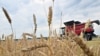Kombajn žanje pšenicu na polju blizu sela Kivsovata, Kijevska oblast, 18. jul 2023. (Foto: AFP / Sergei SUPINSKY)