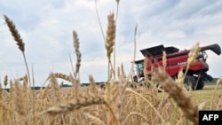 A combine harvests wheat at a field near Kivshovata village, Kyiv region on July 18, 2023.