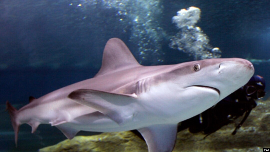 Ninguna de las muertes provocadas por tiburones ocurrió en aguas de EE.UU.