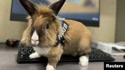 Yuba City Police Department adopts a rabbit