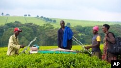 With climate data from Kenya's Kericho Tea Estates, IRI epidemiologist Judy Omumbo (right) confirmed that the region has been warming.