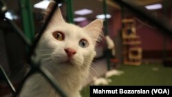 Photo d'un joli chat qui n'a pas le coronavirus. (Photo: Mahmut Bozarslan/VOA)