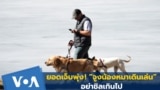 Thumbnail for VOA Thai's adaptation of AP report on dangers from walking dogs carelessly