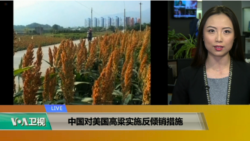 VOA连线(卡拉)：中国对美国高粱实施反倾销措施