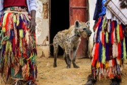 Seekor hyena dirantai pawangnya di sebuah sirkus di Gabasawa, Negara Bagian Kano, Nigeria, 27 Juli 2021.