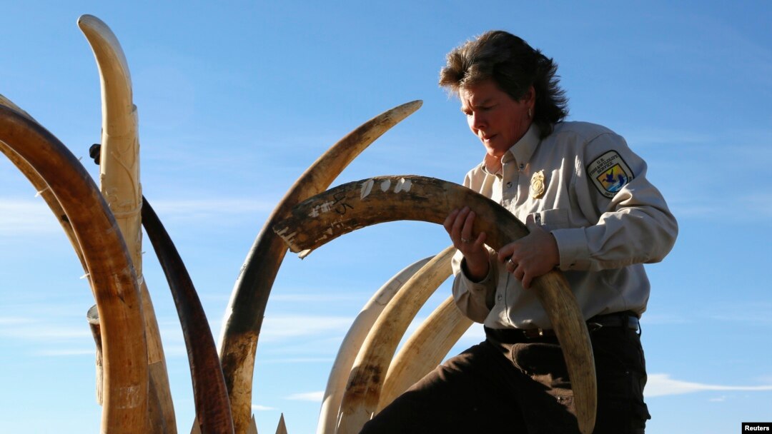 Petugas di AS menyita gading gajah berukir. sebelum menghancurkan 6 ton gading di Denver, Colorado, November 2013. (Reuters/Rick Wilking)