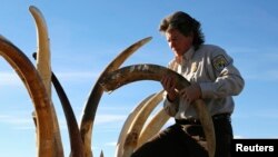 Petugas di AS menyita gading gajah berukir. sebelum menghancurkan 6 ton gading di Denver, Colorado, November 2013. (Reuters/Rick Wilking)