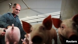 Belgian pig farmer Piet Paesmans looks at his pigs in Nieuwerkerken