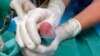 National Zoo Panda Gives Birth to Twins 