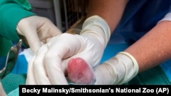 Salah satu bayi panda raksasa sedang diperiksa oleo dokter hewan setelah lahir di Kebun Binatang Nasional Smithsonian di Washington, 22 Agustus 2015.