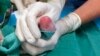 Smaller Newborn Panda Twin Dies at Washington's National Zoo